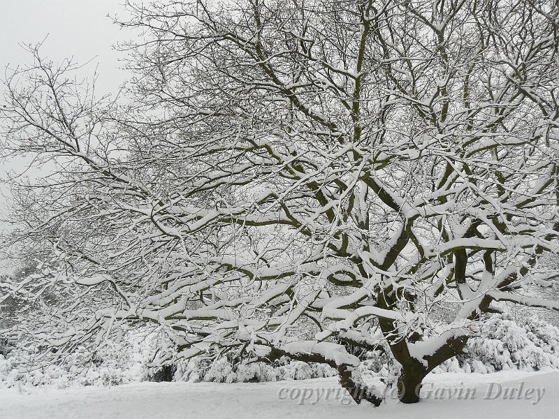 Snow, Blackheath P1070047.JPG